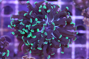 purple with Green Tip Hammer Coral