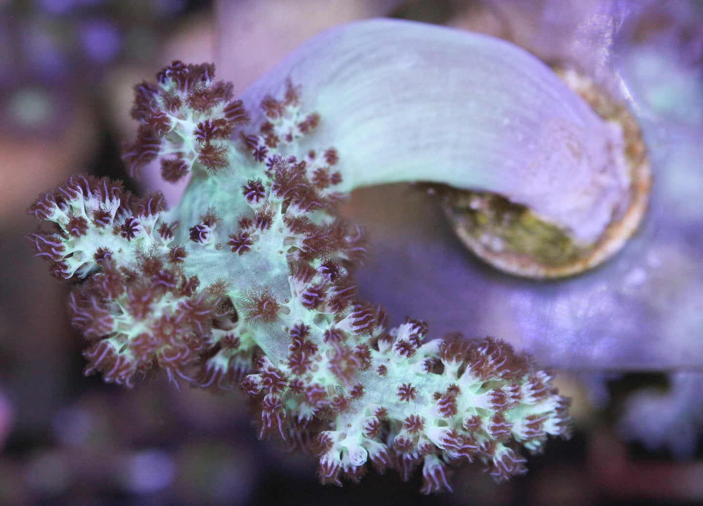 Purple polyps sinularia