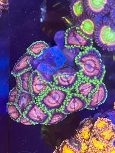 Purple polyp colony