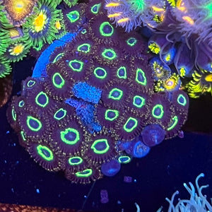 Teal Ring Zoas colony